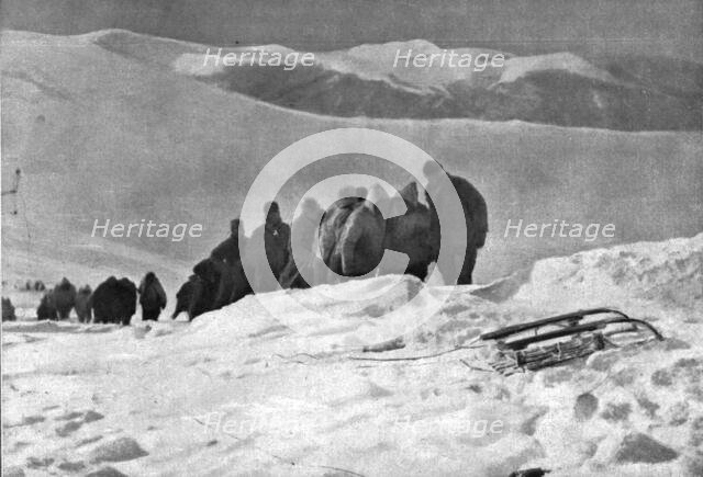 'La campagne d'hiver en Orient; La halage a bras d'un canon sur une position italienne..., 1917. Creator: Unknown.