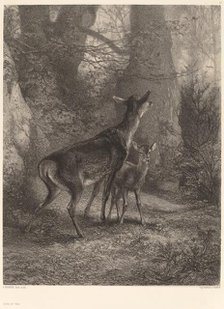 Biche et Faon. Creator: Karl Bodmer.