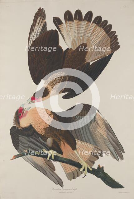 Brasilian Caracara Eagle, 1833. Creator: Robert Havell.