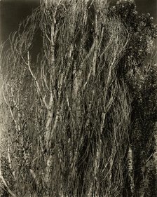 Poplars—Lake George, 1932. Creator: Alfred Stieglitz.