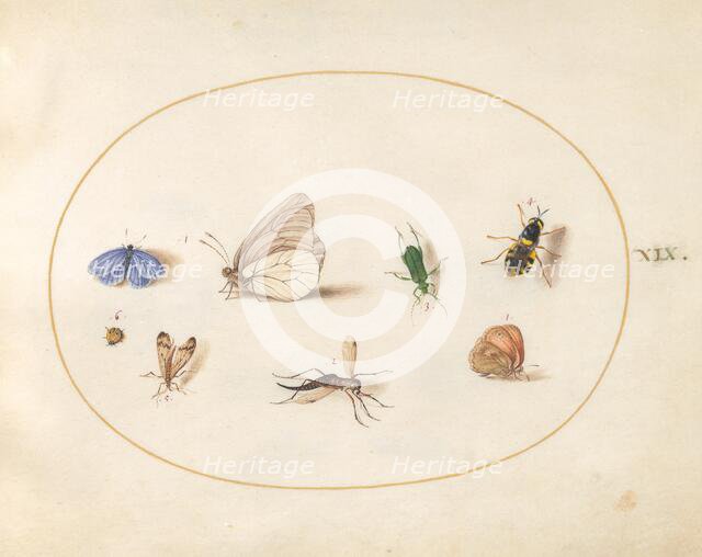 Plate 19: Two Butterflies with Five Other Insects, c. 1575/1580. Creator: Joris Hoefnagel.