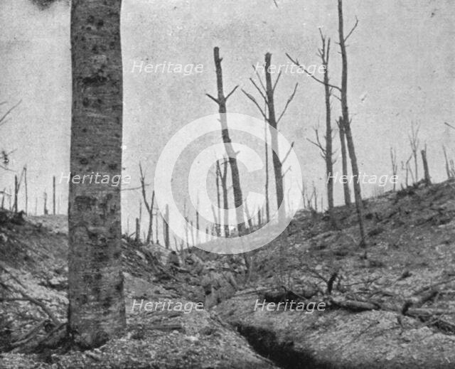 'La reprise du bois de la Caillette; Boyau dans le bois de la Caillette', 1916. Creator: Unknown.