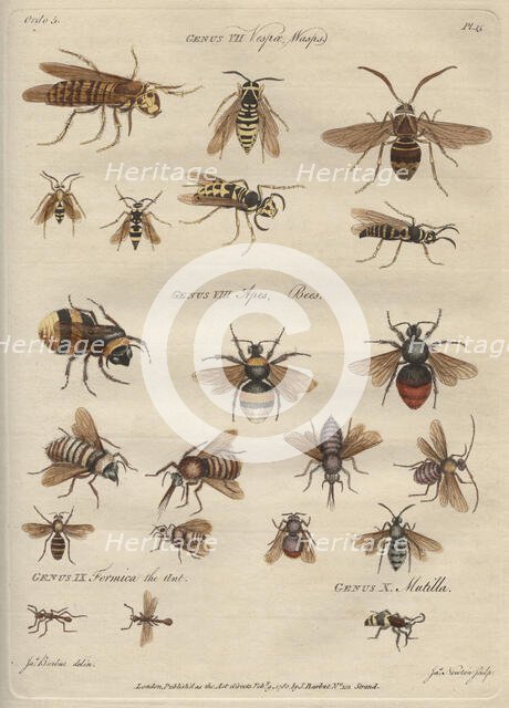 'Genus VII Vespæ, Wasps, Genus VIII Apes, Bees', 9 February 1780.  Creator: James Newton.