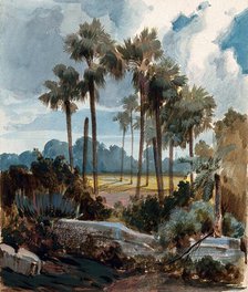 Palmyra palm trees (Borassus flabellifer) near Madras, India, 1854 to 1858. Creator: Hermann von Schlagintweit.