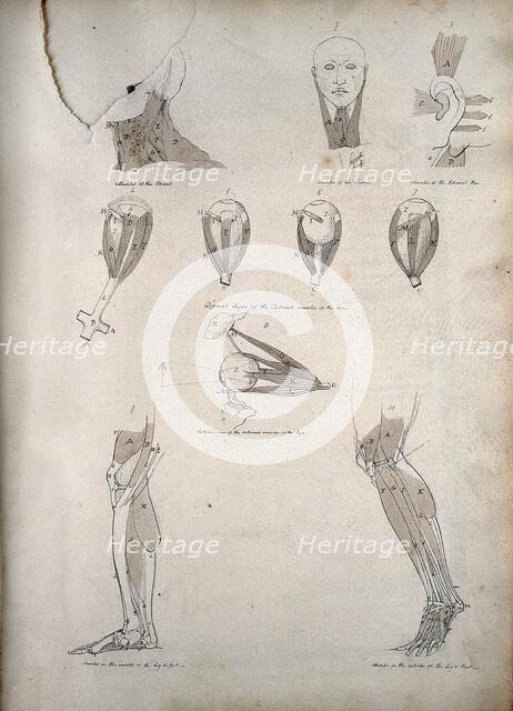 Muscles of the neck, ear, eye, and lower limb: ten figures, between 1800 and 1899. Creator: Unknown.