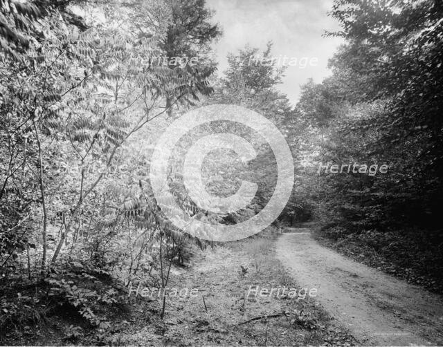 Sumach in autumn, Pittsfield, Mass., c.between 1910 and 1920. Creator: Unknown.