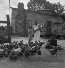 Noontime chores: feeding chickens on Negro tenant farm, Granville County, North Carolina, 1939. Creator: Dorothea Lange.