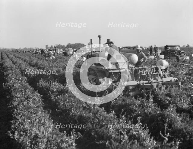Carrot digger. Imperial Valley, California, 1939. Creator: Dorothea Lange.