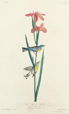 Blue Yellow-backed Warbler, 1827. Creator: Robert Havell.