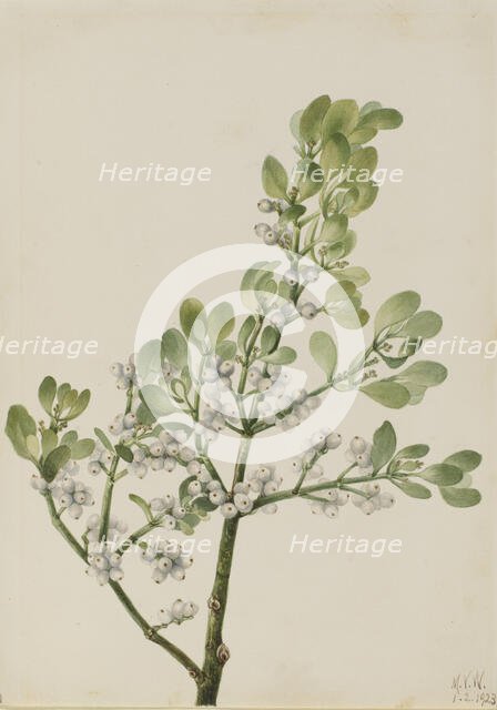 American Mistletoe (Phoradendron flavescens), 1923. Creator: Mary Vaux Walcott.
