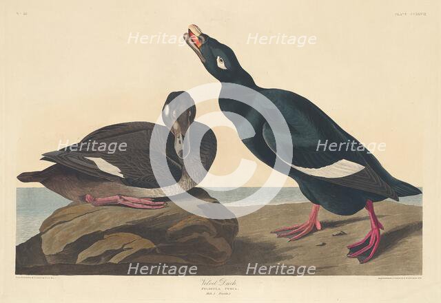 Velvet Duck, 1835. Creator: Robert Havell.
