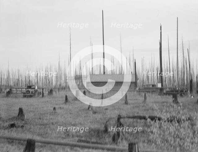 Home of the FSA borrower who moved on this land..., Priest River Peninsula, Idaho, 1939. Creator: Dorothea Lange.