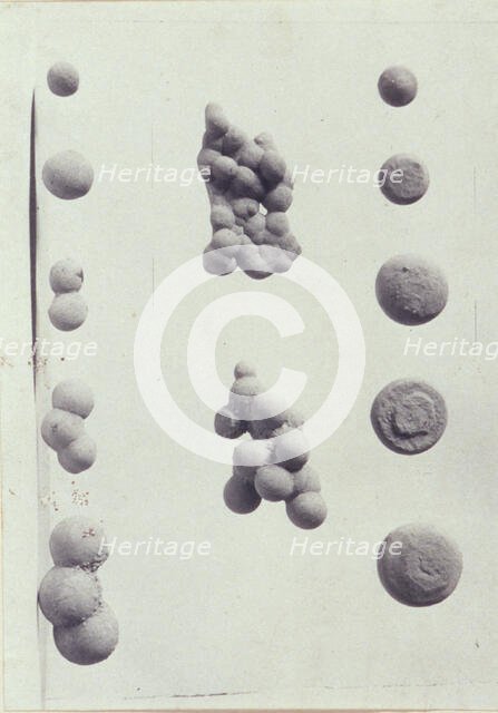 Specimen illustrations for a monograph on clay stones by J.M. Arms Sheldon, c1900. Creator: Frances S. Allen.