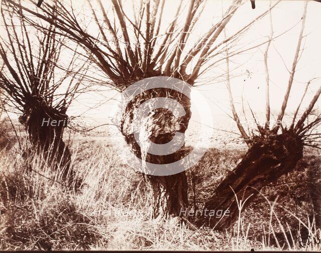 Saules, Printed 1921-1922. Creator: Eugene Atget.