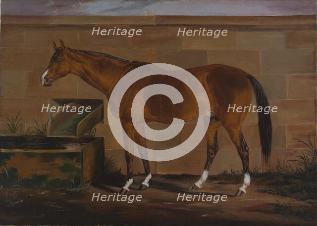 Portrait of Lexington, ca. 1857. Creator: Thomas J. Scott.