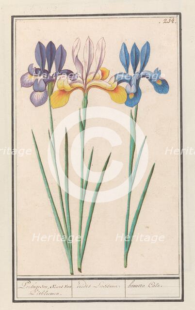 Iris (Iris sibirica), 1596-1610. Creators: Anselmus de Boodt, Elias Verhulst.