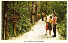 'Nature's Own Attraction', Homosassa Springs, Florida, USA, 1963. Artist: Unknown