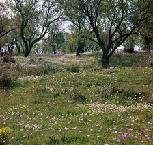 Flowers and olive trees in April in Phocis