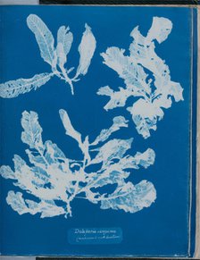 Delesseria sanguinea (much cover'd with Corallines), 1843 or 1844. Creator: Anna Atkins.