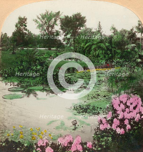 'Lily Pond, Tower Grove Park, St. Louis, Mo., U.S.A.', 1897. Creator: BL Singley.