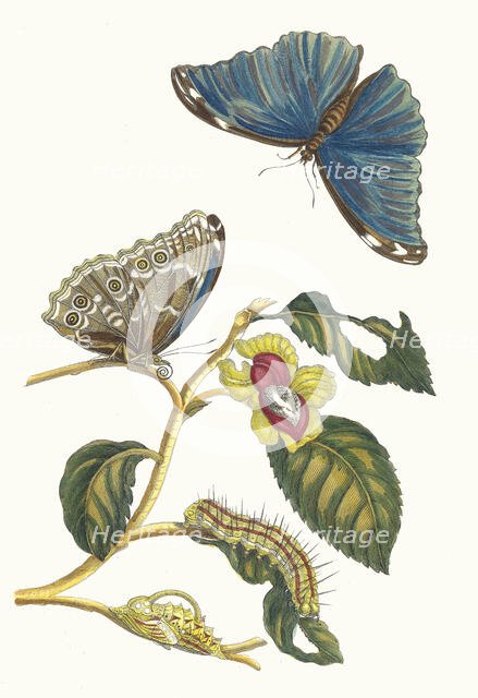 Neflier. From the Book Metamorphosis insectorum Surinamensium, 1705. Creator: Merian, Maria Sibylla (1647-1717).