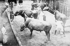 Sacred oxen for funeral, Emperor Japan, 1912. Creator: Bain News Service.