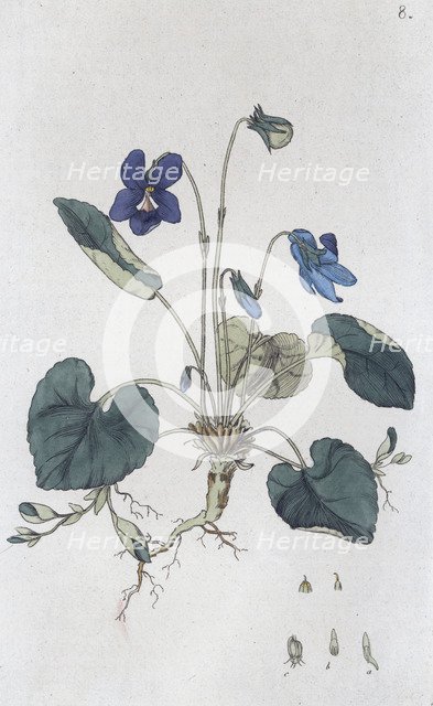 Sweet Violet (Viola odorata), 1804-1811. Artist: Johan Wilhelm Palmstruch