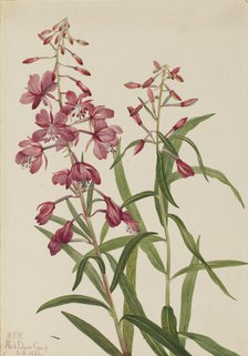 Fireweed (Epilobium angustifolium), 1922. Creator: Mary Vaux Walcott.