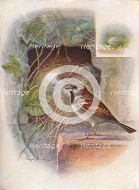 'House-Sparrow -- Pas'ser domes'ticus', c1910, (1910). Artist: George James Rankin.