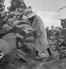 Possibly: Negro tenants topping and suckering tobacco plants, Granville County, North Carolina, 1939 Creator: Dorothea Lange.