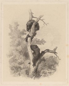 Les Ours (The Bears), 1858/1874. Creator: Karl Bodmer.