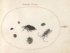 Plate 66: Two Oil Beetles, a Longhorn Beetle, and Four Other Insects, c. 1575/1580. Creator: Joris Hoefnagel.