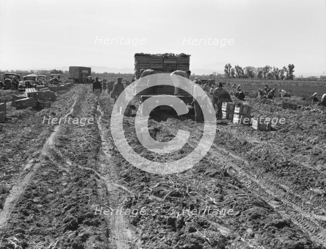 Large scale agriculture, near Meloland, Imperial Valley, 1939. Creator: Dorothea Lange.