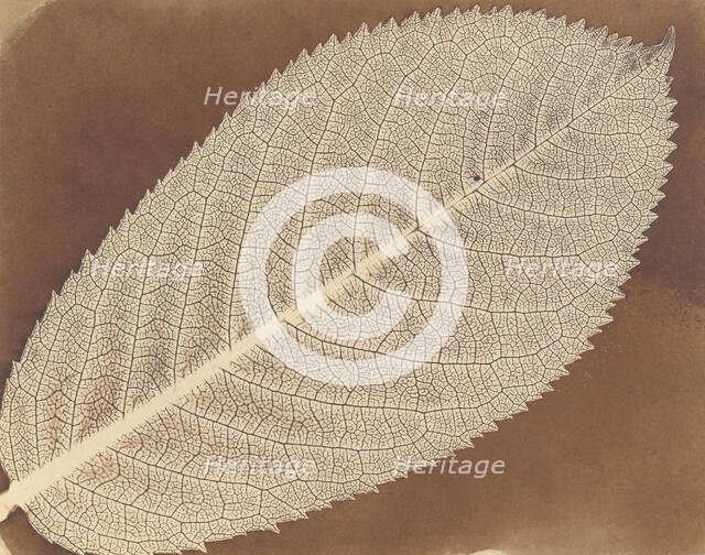 [Leaf], ca. 1839. Creator: William Henry Fox Talbot.