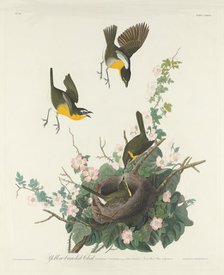 Yellow-breasted Chat, 1832. Creator: Robert Havell.