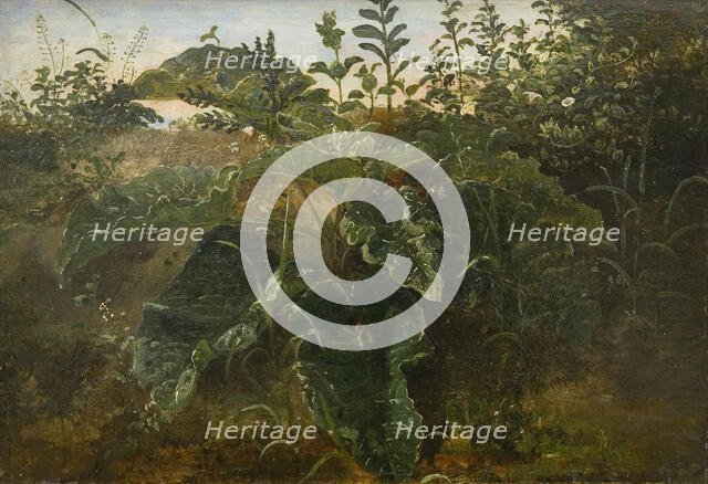 Foreground Study with Dock Leaves, 1840-1849. Creator: Dankvart Dreyer.