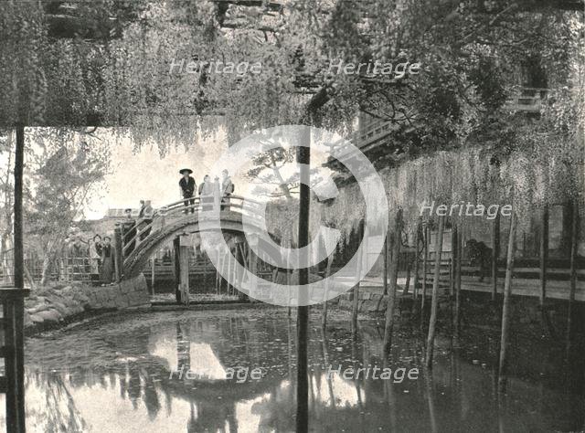 'The Shinji-No-Ike Pond and wisteria', Kameido, Tokyo, Japan, 1895. Creator: Unknown.