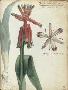 Cape flower, (Lachenalia pendula), 1786. Creator: Jan Brandes.