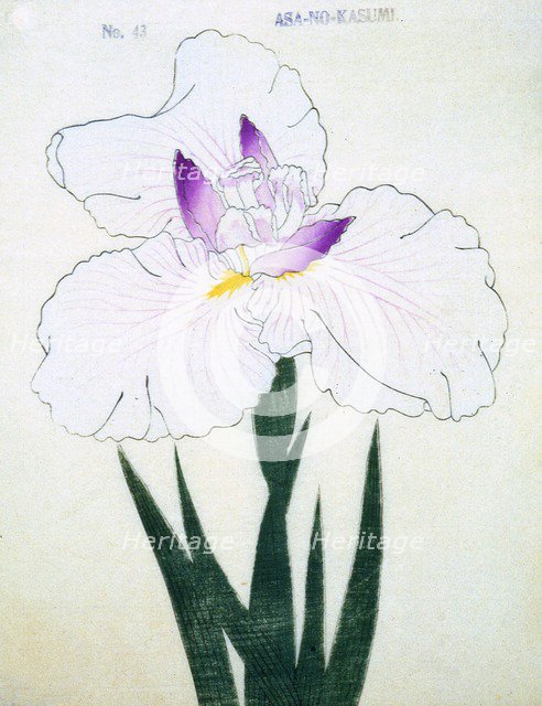 Asa-No-Kasumi, No 43.