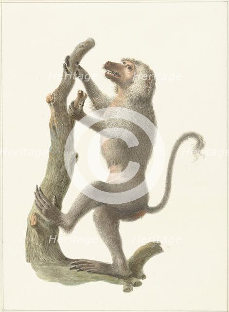 Mantle baboon, 1759-1842. Creator: Pieter Bartholomeusz. Barbiers.