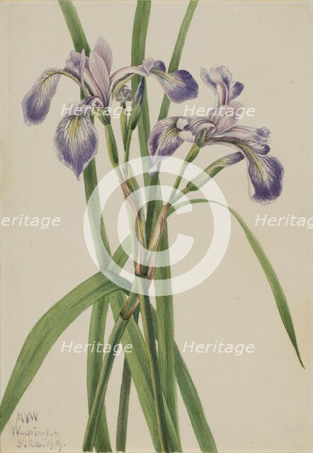 Blueflag Iris (Iris versicolor), 1919. Creator: Mary Vaux Walcott.