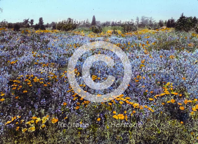 Field of poppies and lupin, California, 1917. Creator: Frances Benjamin Johnston.