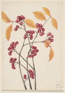 Red Chokeberry (Aronia arbutifolia), 1920. Creator: Mary Vaux Walcott.