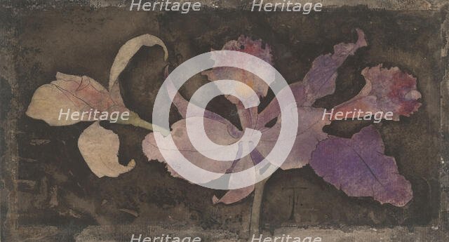 Purple orchid, 1876-1951. Creator: Theodorus Willem Nieuwenhuis.