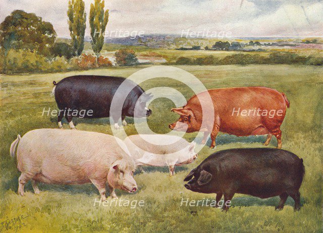 Breeds of pigs, c1902 (c1910). Artist: Frank Babbage.