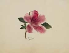 (Untitled--Flower Study), 1876. Creator: Mary Vaux Walcott.