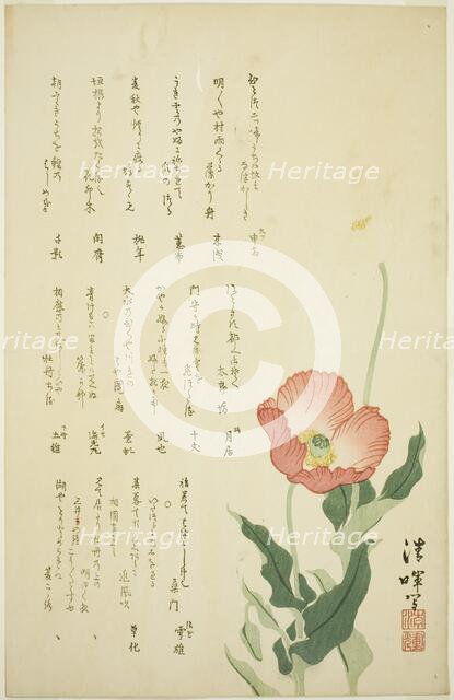 Two Poppies, c. early 1820s. Creator: Yokoyama Seiki.