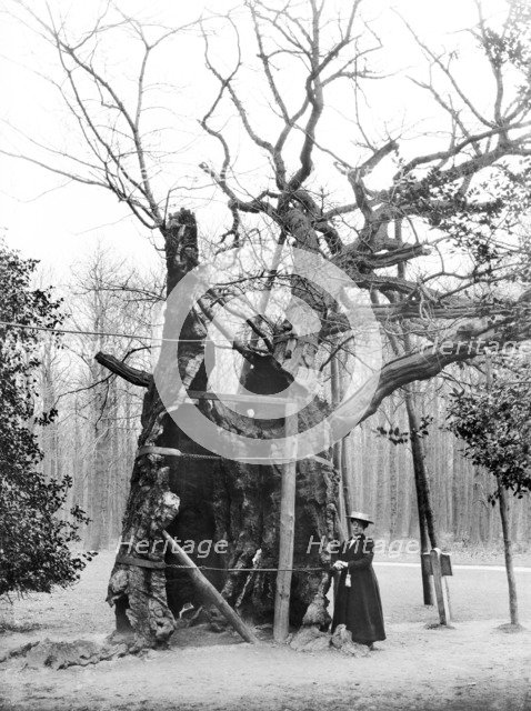 Shambles Oak, Sherwood Forest, Edwinstowe, Nottinghamshire, 1908. Artist: Alfred Newton & Sons.