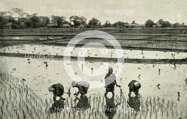 'Rice Fields', 1891. Creator: Unknown.