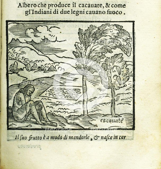The cocoa tree. From Historia del Mondo Nuovo by Girolamo Benzoni, 1563. Creator: Anonymous.